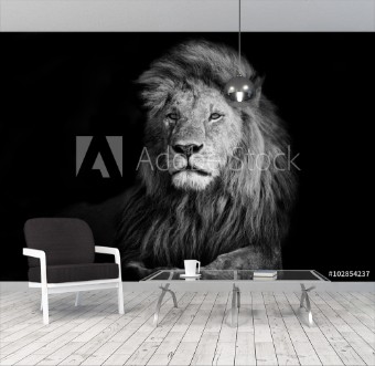 Picture of Beautiful Lion Romeo 2 of Double Cross Pride in Masai Mara Kenya